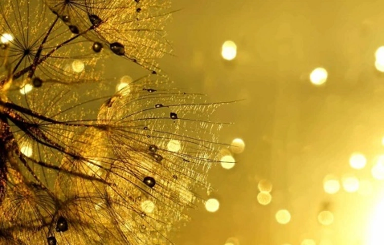 Természet, fény, kép