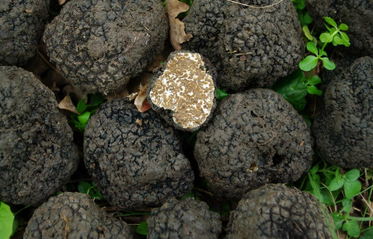 Drasztikusan csökkent a szarvasgomba ára