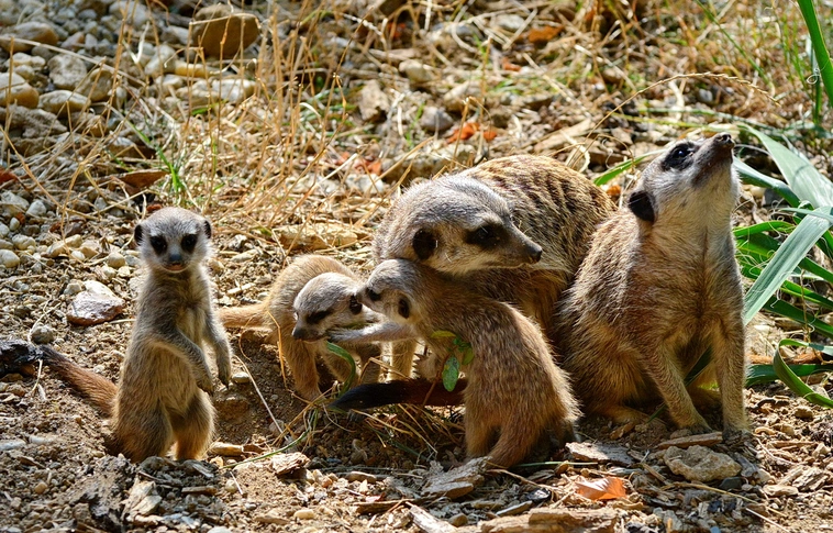 Bővült a csipet-csapat: három szurikátakölyök született a Miskolci Állatkertben!