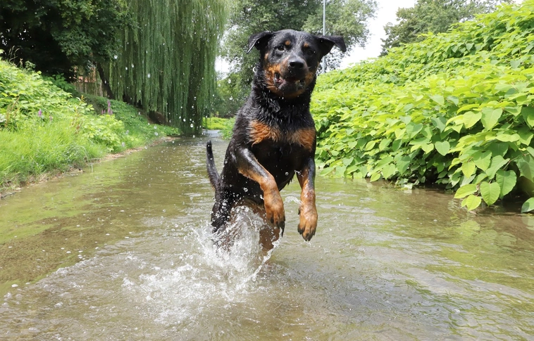 kutya szinva hőség hűsölé