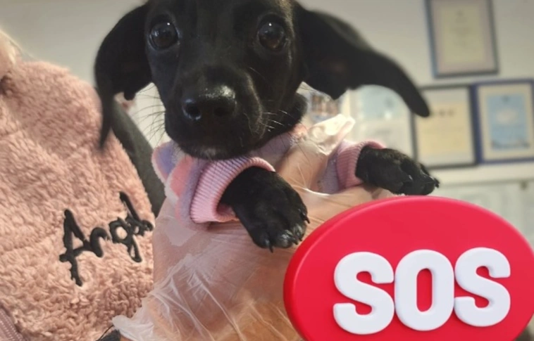 Azonnali segítséget kér a MÁSA. Fotó: Facebook/Miskolci Állatsegítő Alapítvány (MÁSA)