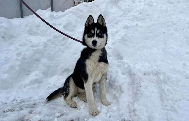 gazdikereső Állategészségügyi Telep
