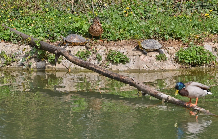napidító_időjárás_miskolctapolcai csónakázótó_Osztie Tibor