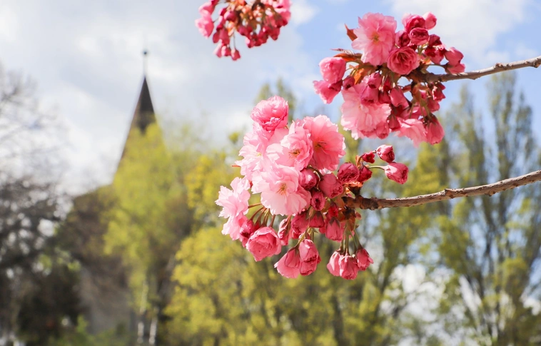 napindito avas virágzás