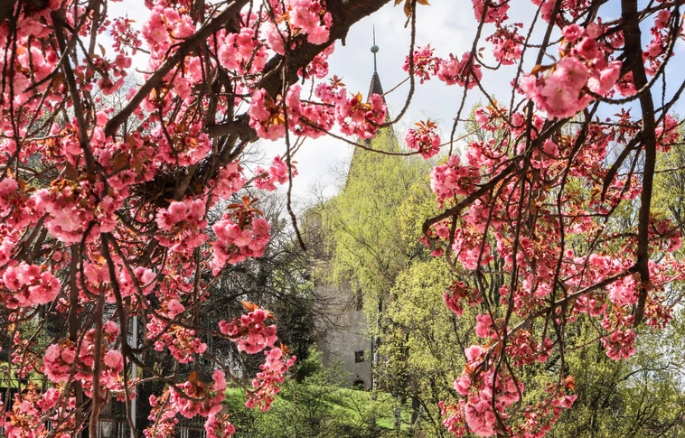 napindito avas virágzás