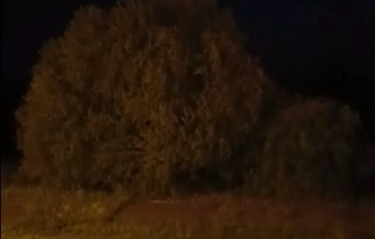 kuvik a miskolci éjszakában