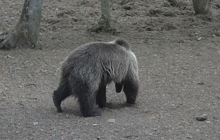 2026. május 09-én reggel barnamedve (Ursus arctos) észlelés történt az Aggteleki Nemzet Park déli részén, Égerszög település külterületén, egy szórón.