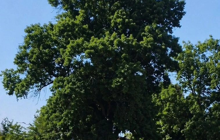  Gróf Serényi Béla kőrisfája