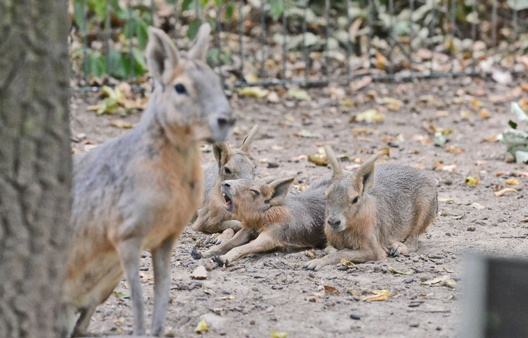 Fotók: Osztie Tibor
