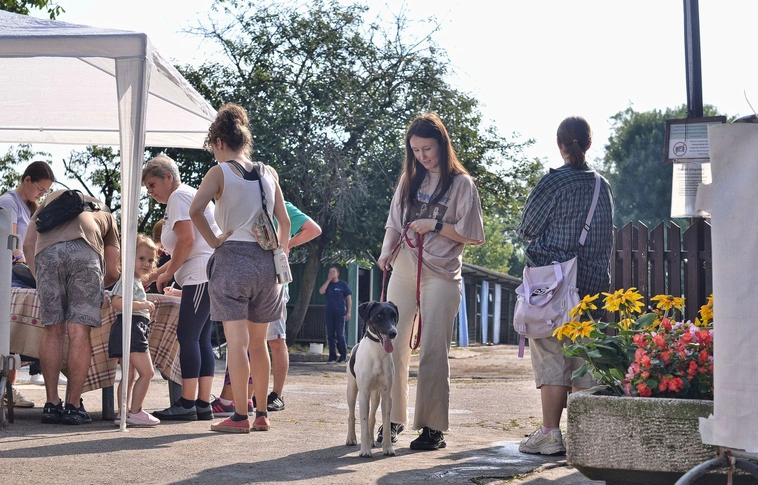 Nyílt nap - kutyasétáltatás