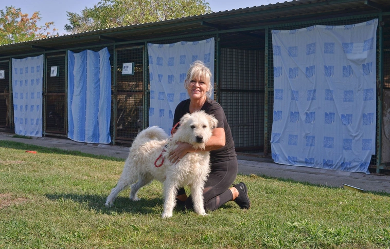 Nyílt nap - kutyasétáltatás