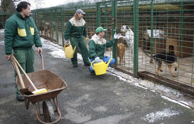Szilveszter után elkóborolt állatok