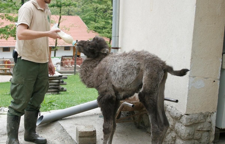 Tevecsikó és pónicsikó a Miskolci Állatkertben