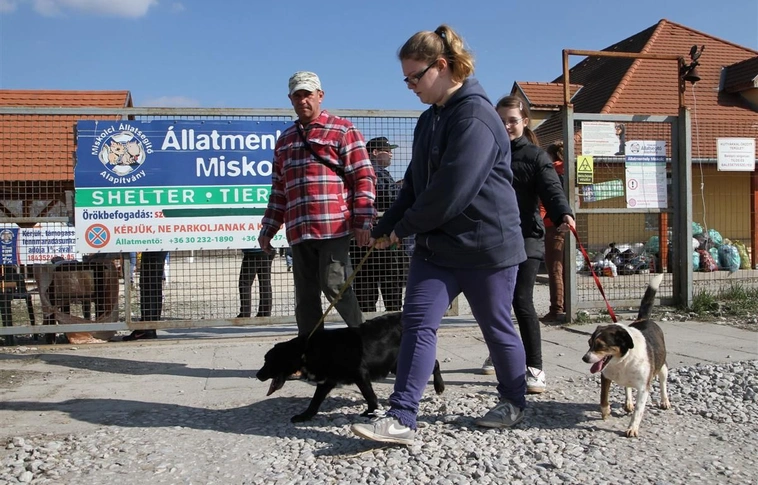 Kutyagolás a Sajószigeti úti MÁSA menhelyen