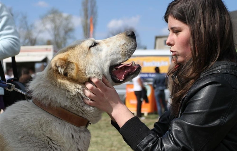 Miskolc Marathon Dogshow