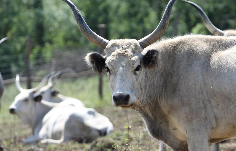 Tovább bővült a bedegvölgyi állatfarm