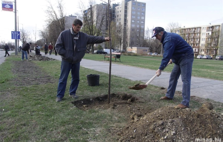 Tavaszi nagytakarítás és faültetés az Avastetőn