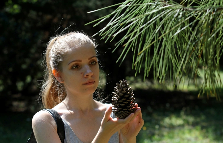 Avasi Arborétum - Fenyőgyűjtemény