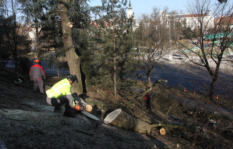 Megkezdődött a tájidegen fák kivágása a történelmi Avason 