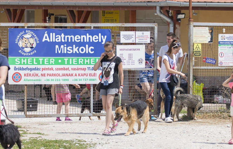 Kutyagolás