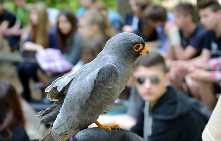 Madarak és fák napja az Állatkertben