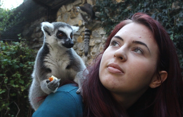 Lemur nap az állatkertben