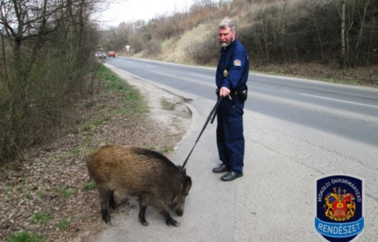 Vaddisznó bóklászott Miskolcon