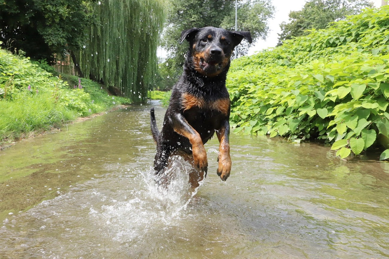 kutya szinva hőség hűsölé
