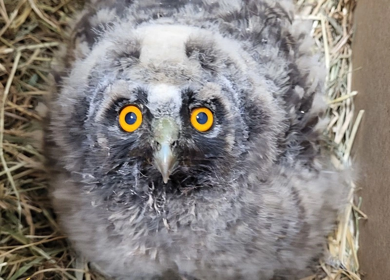 Peti_bagoly_Mályi_madármentő_Face.jpg