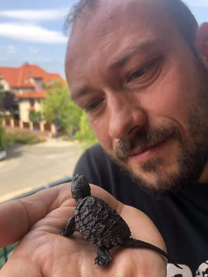 Kis aligátorteknős Both Zoltán vadállatbefogóval