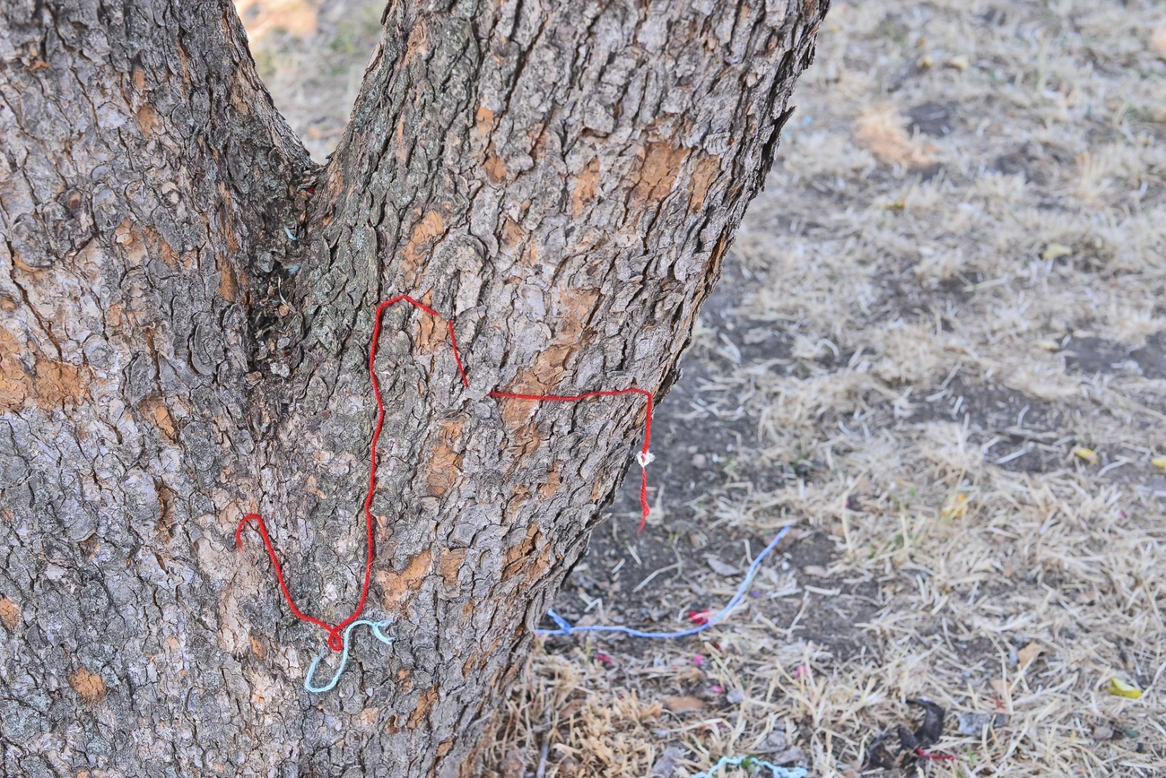 néhány fonál jelzi csak, hogy volt valami a fákon