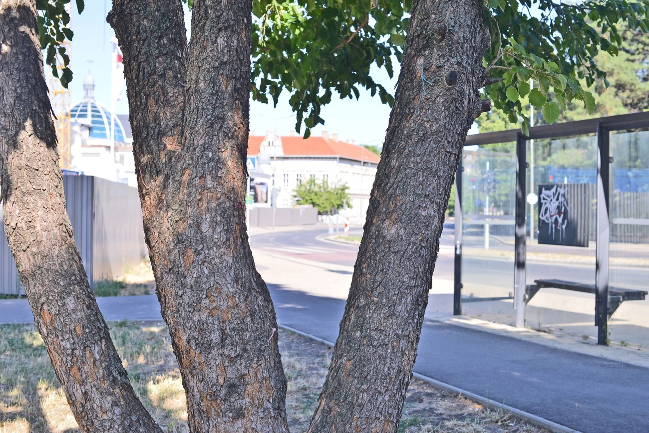 Két hét jutott a projektnek