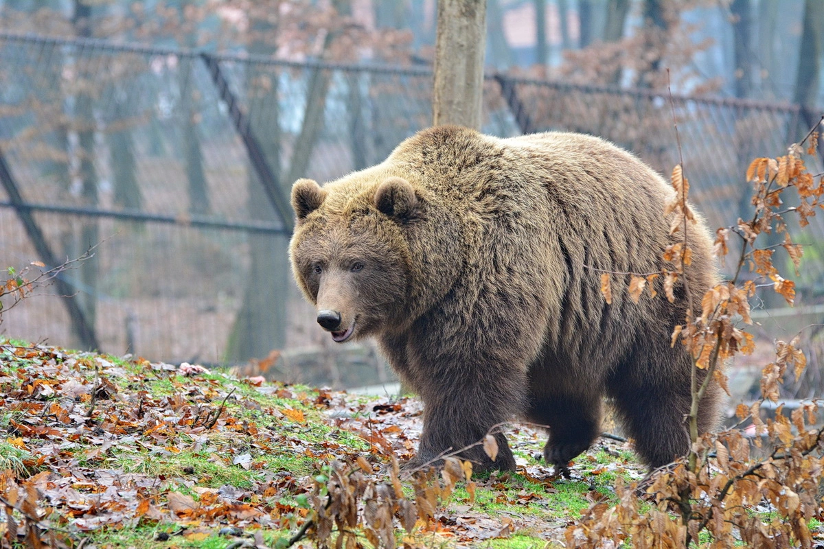 A miskolci medve téged is vár! Fotó: Miskolci Zoo