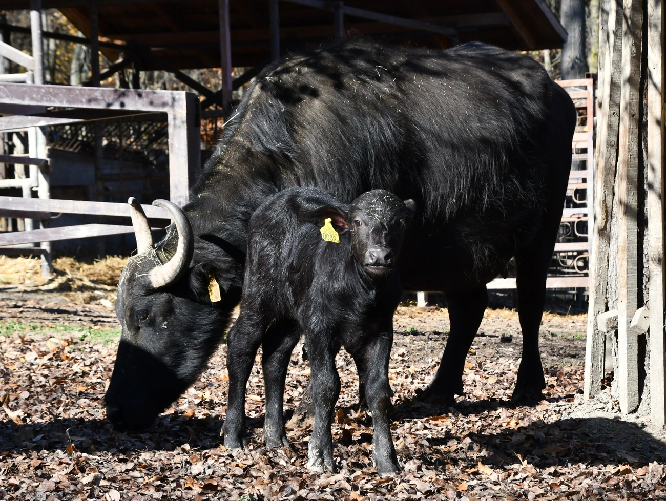 Bivalyborjú született a Miskolci Állatkertben