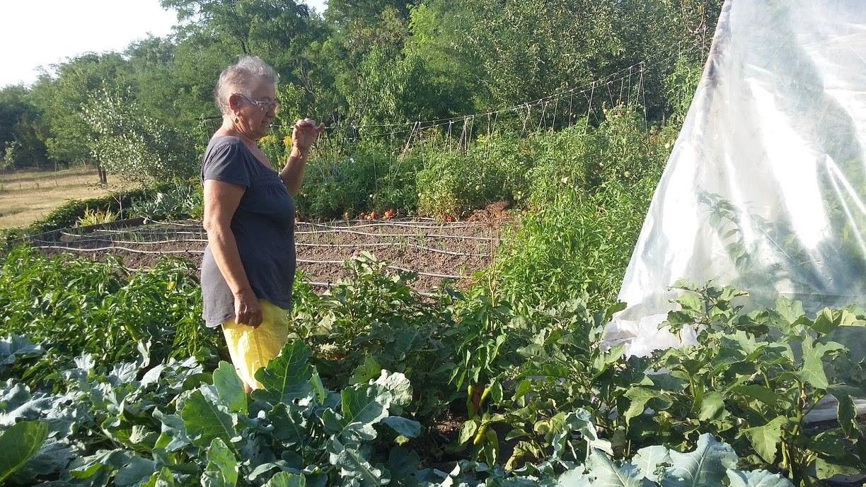 Major Ádámné felsőzsolcai bolgárkertészete, Bulgár hírek, Facebook