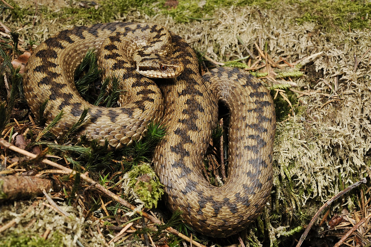 keresztes_vipera_borsod_251118.jpg