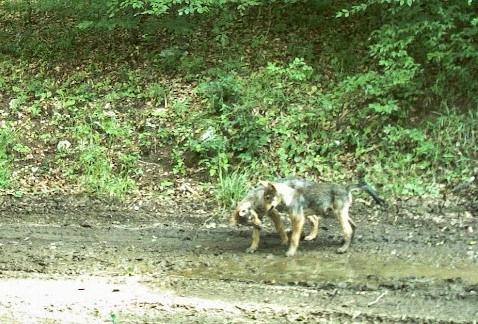 farkaskölykök. Fotó: BNPI