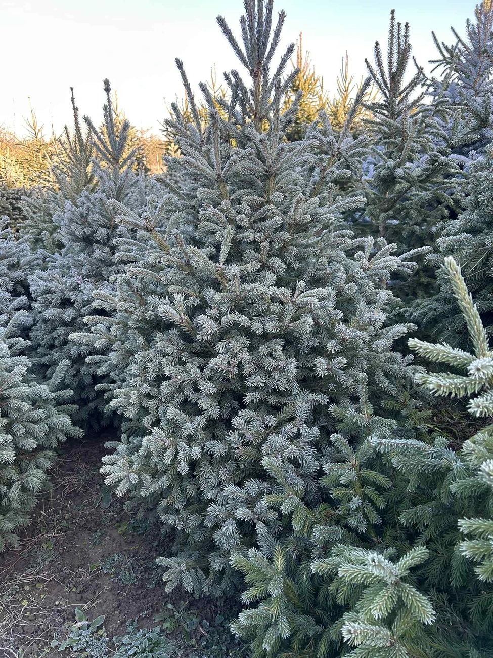 ezüstfenyő Arnóton Fotó: Szkrinyár Tibor