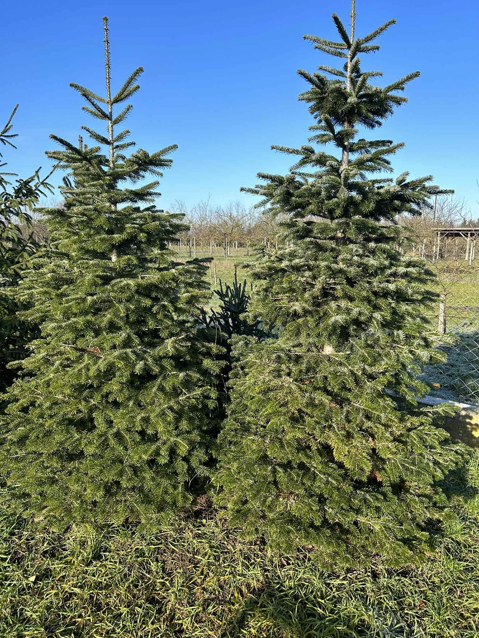 fenyőfa. Fotó: Szrkinyár Tibor