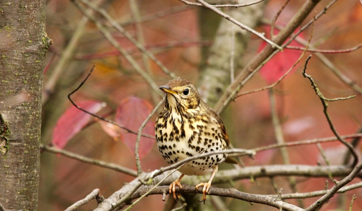 énekes rigó, Fotó: Orbán Zoltán, MME