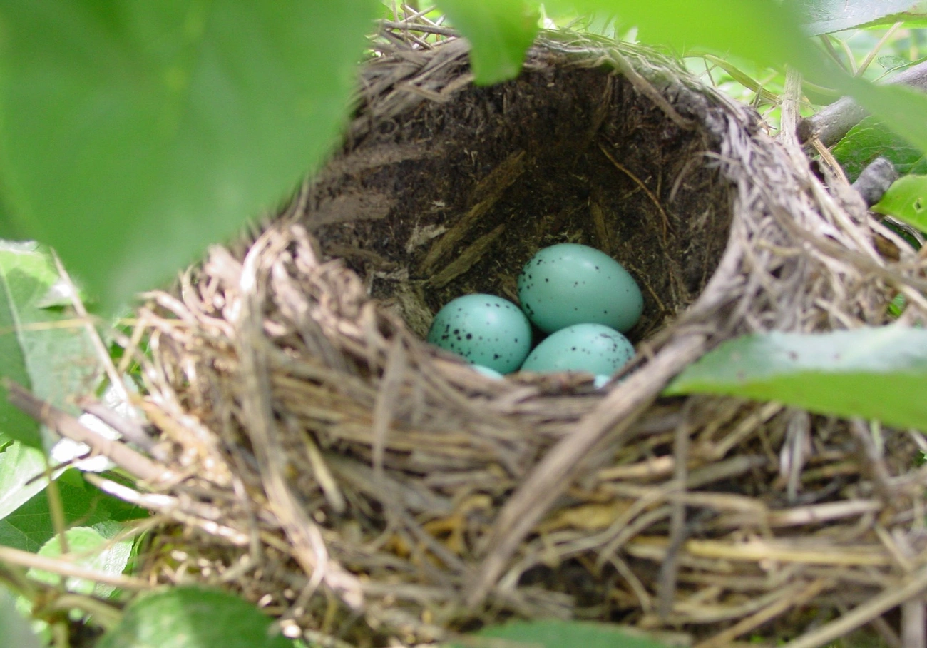 énekes rigó tojások. Fotó: MME archívum