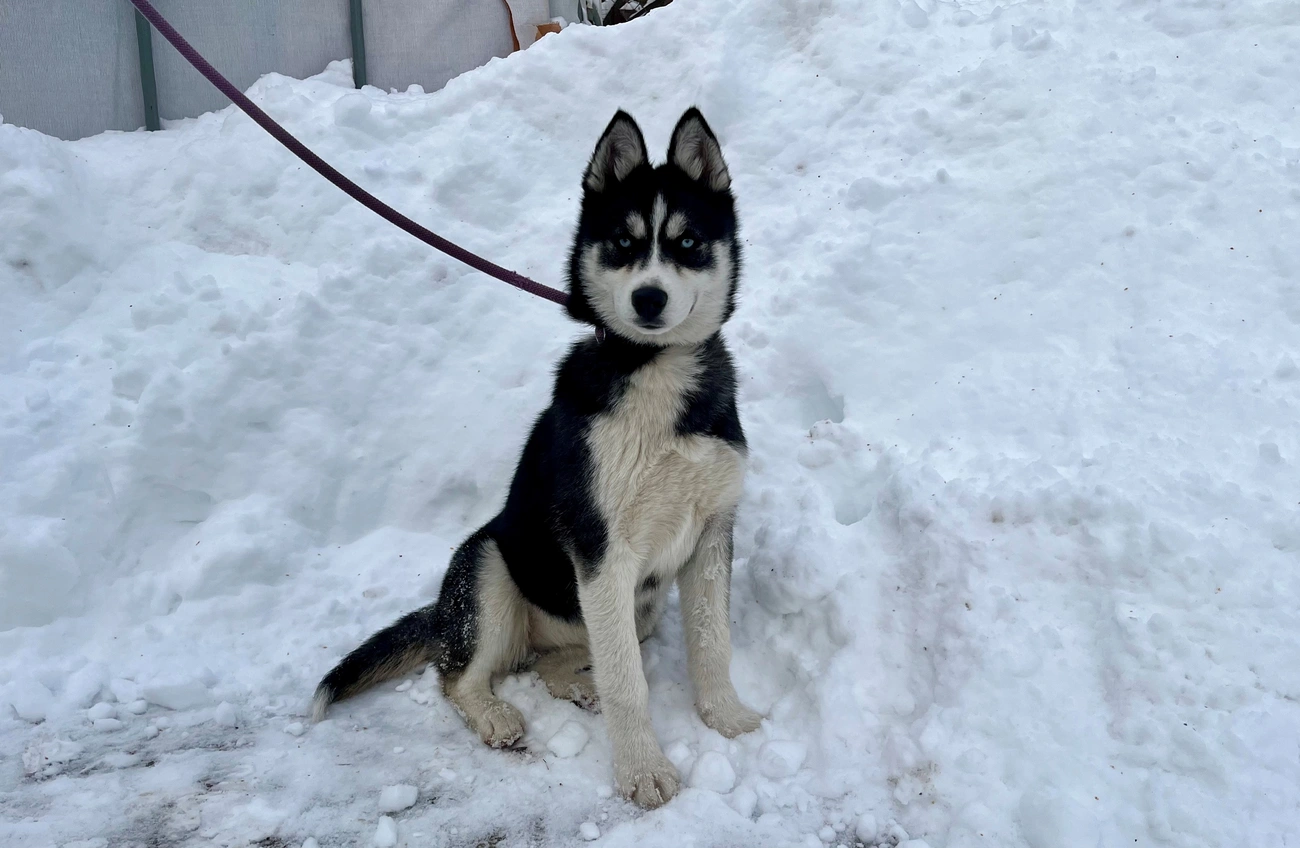 gazdikereső Állategészségügyi Telep
