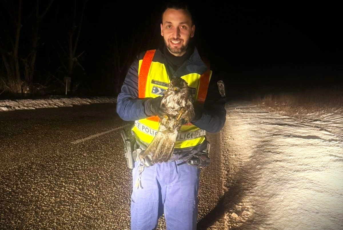 rendőrség mentett egerészölyvet. Fotó: vármegyei rendőrség Facebook