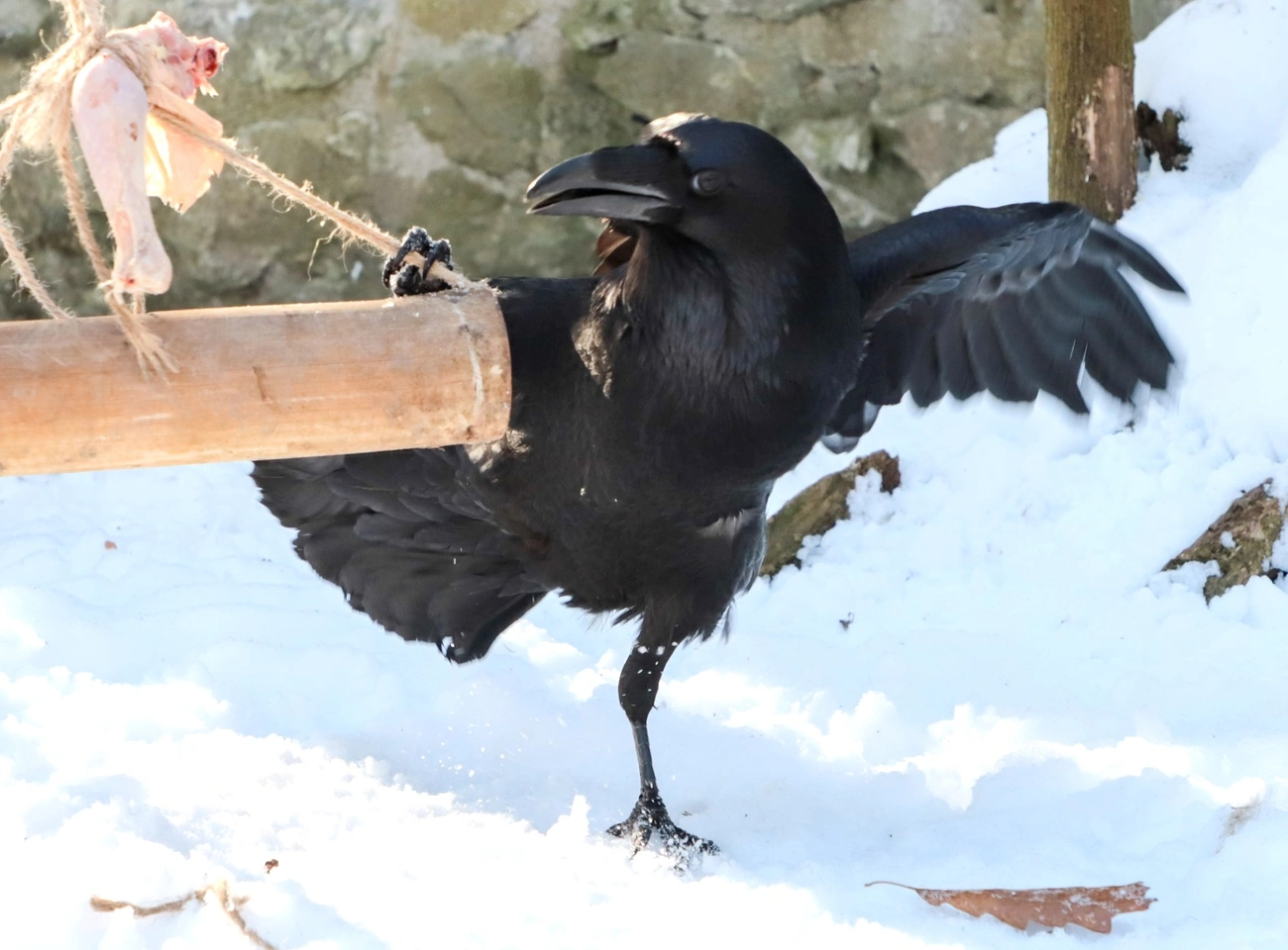 fekete holló miskolci állatkert. Fotó: Mocsári László