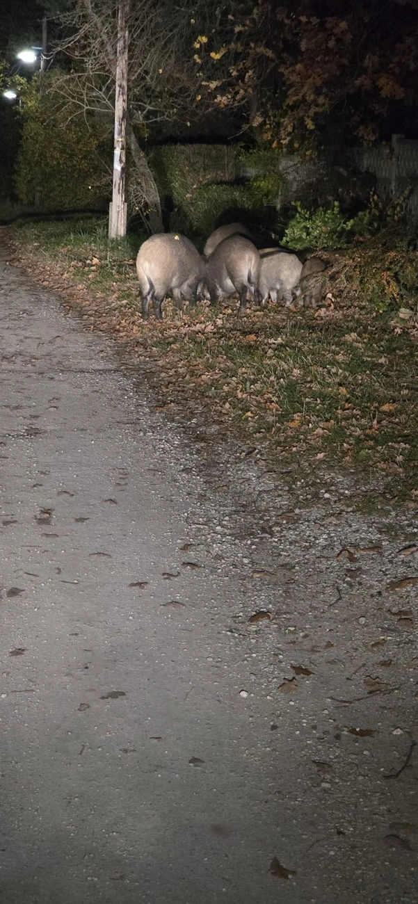 vaddisznó Magashegy
