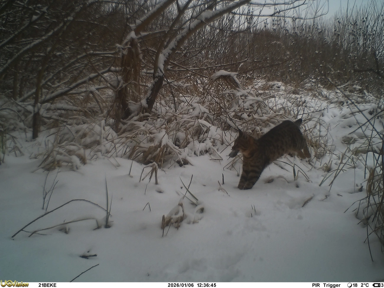 Bükki Emlőstani Kutatócsoport Egyesület