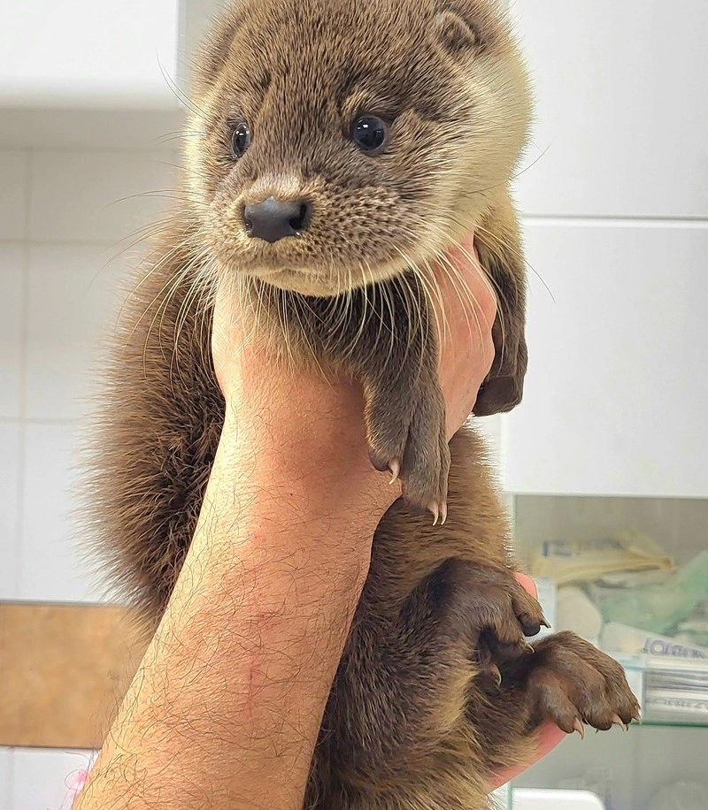 mentett vidra Mályiban. Fotó: Mályi Madármentő Állomás