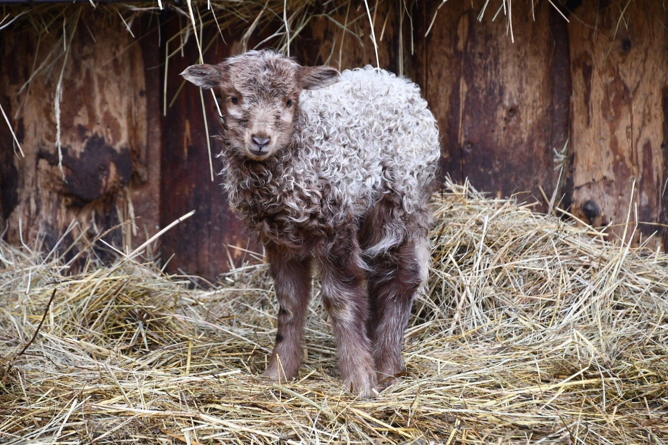 Megérkeztek az idei év első újszülöttjei a Miskolci Állatkertbe. Forrás: Miskolci Állatkert