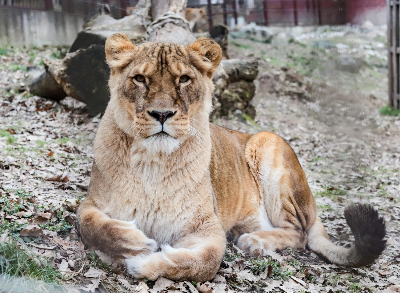Februárban a hónap állata az oroszlán. Fotó: Mocsári László