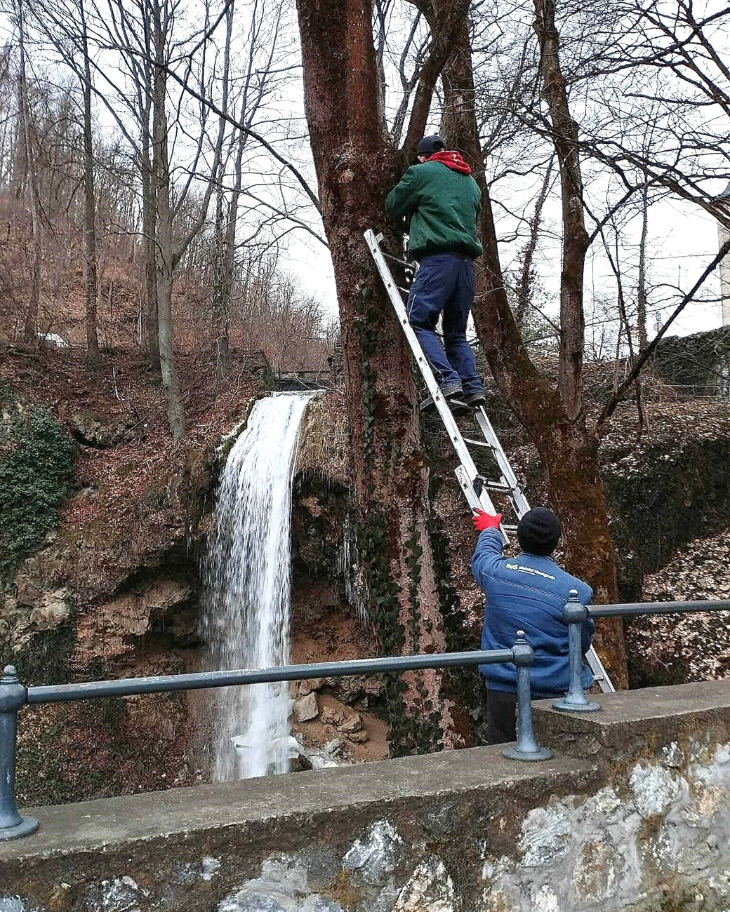 Madárodú tisztítása a Népkertben a Lillafüreden. Fotó: Miskolci Városgadza Facebook